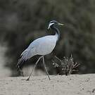 Grue demoiselle