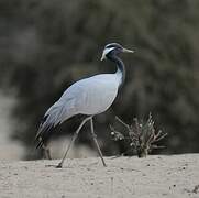 Demoiselle Crane