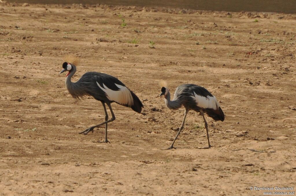 Grey Crowned Crane