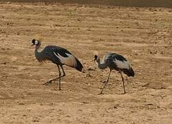 Grey Crowned Crane