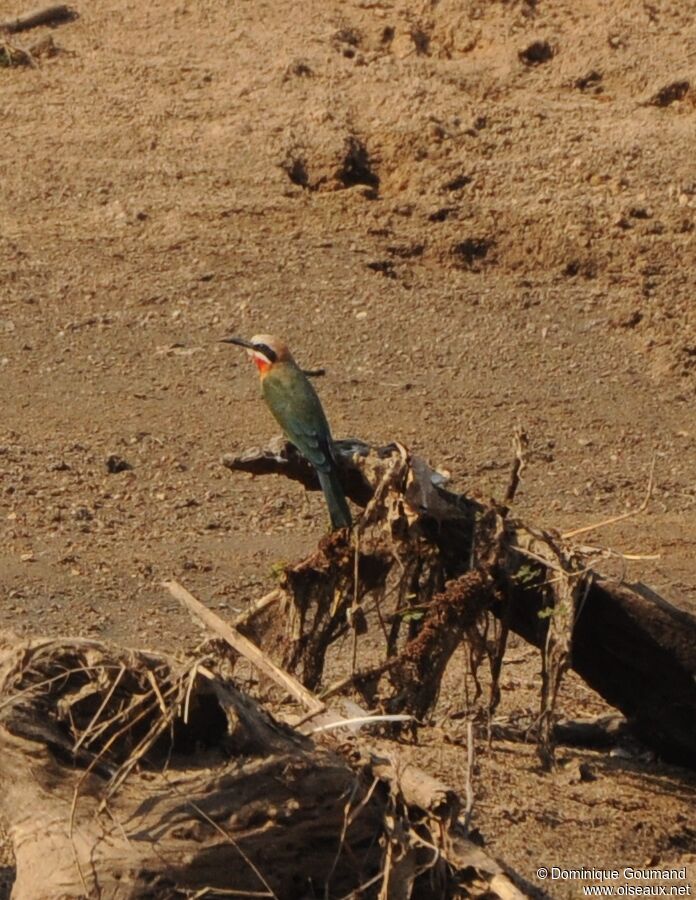 White-fronted Bee-eater