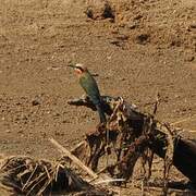 White-fronted Bee-eater