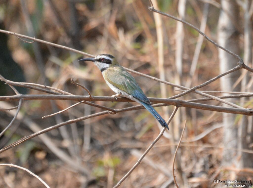 White-throated Bee-eaterimmature