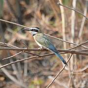 White-throated Bee-eater