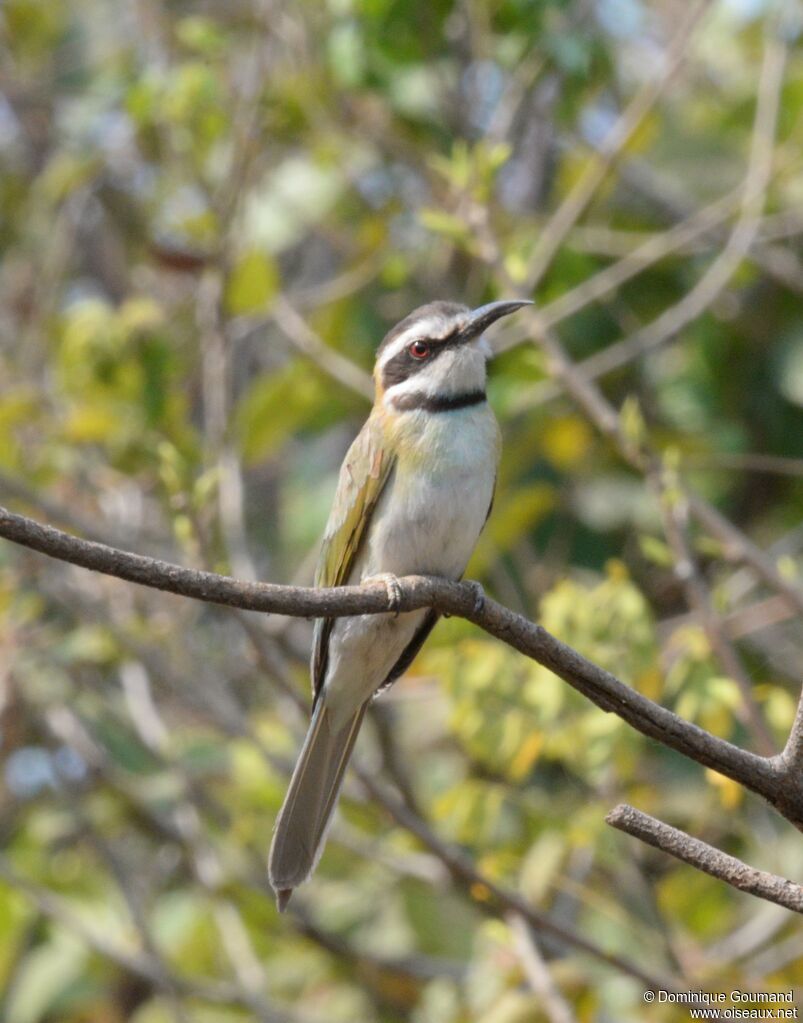 White-throated Bee-eaterimmature