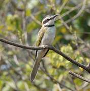 White-throated Bee-eater