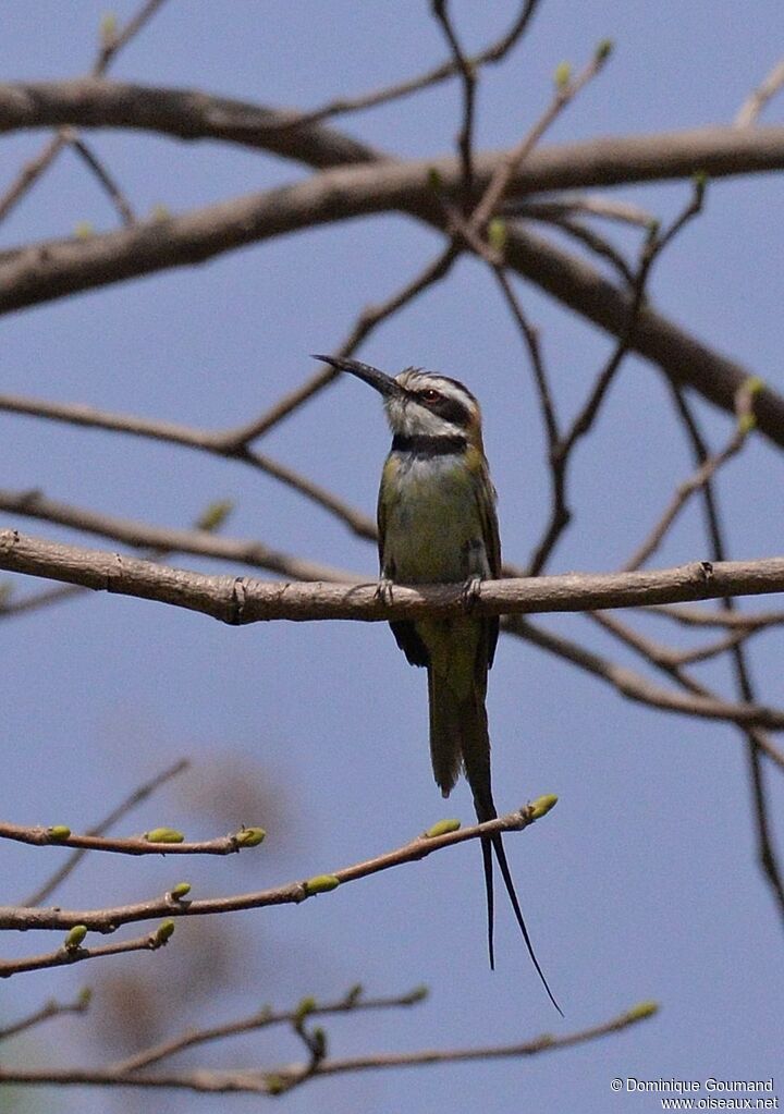 White-throated Bee-eateradult