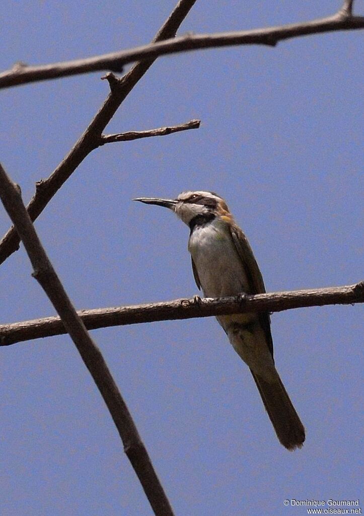 White-throated Bee-eaterjuvenile