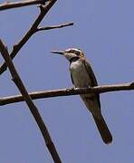 White-throated Bee-eater