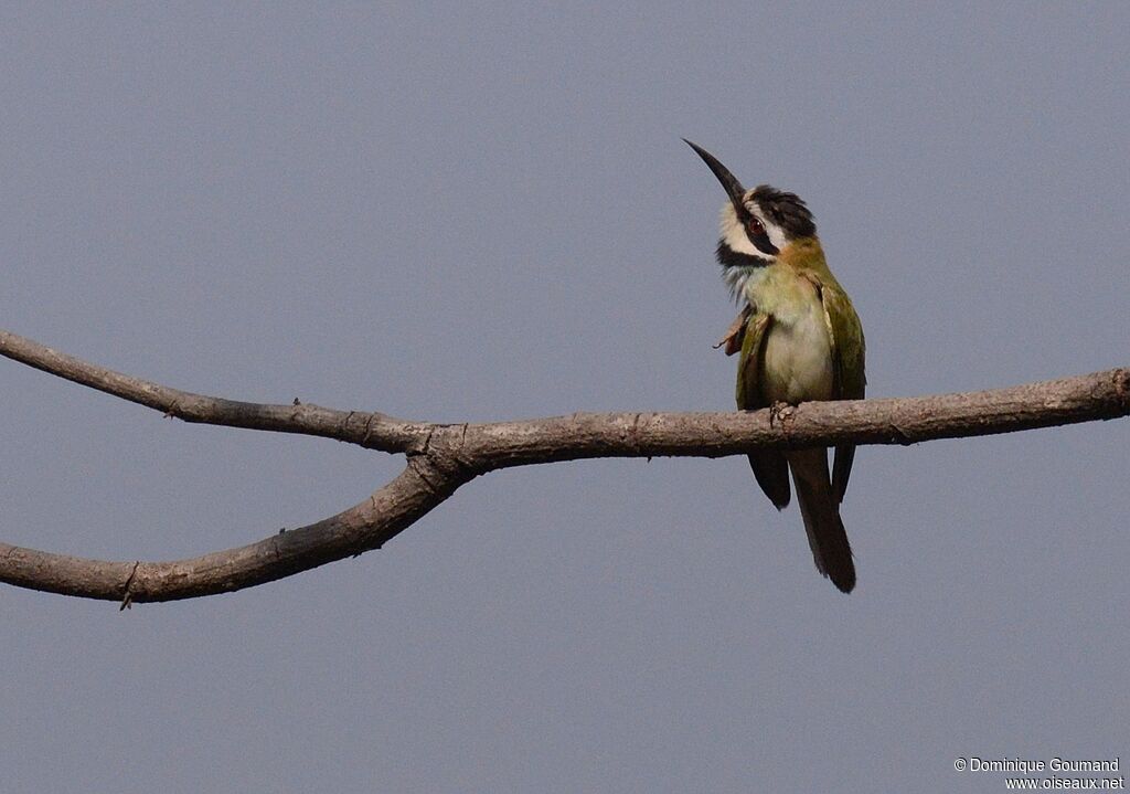 White-throated Bee-eaterimmature