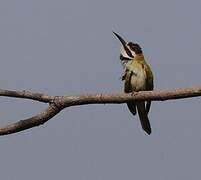 White-throated Bee-eater