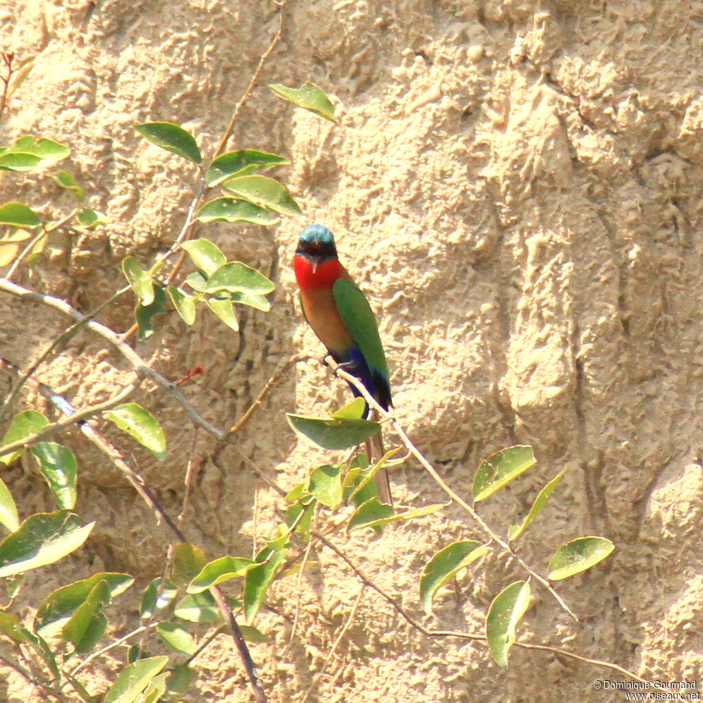 Red-throated Bee-eateradult, identification