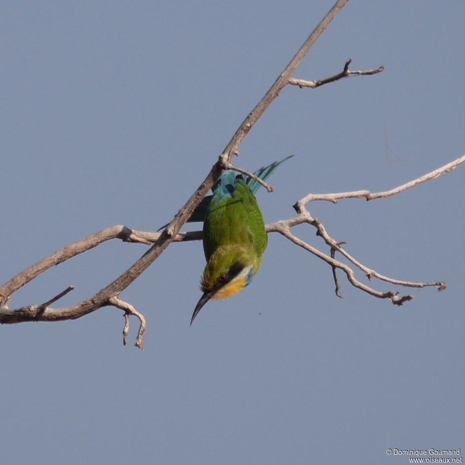 Swallow-tailed Bee-eater