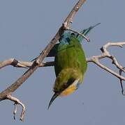 Swallow-tailed Bee-eater