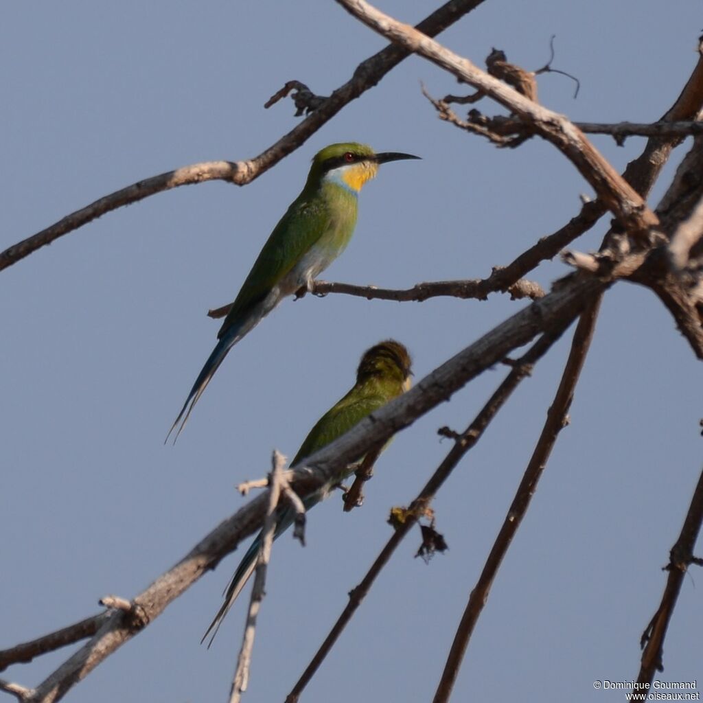 Swallow-tailed Bee-eater