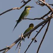 Swallow-tailed Bee-eater