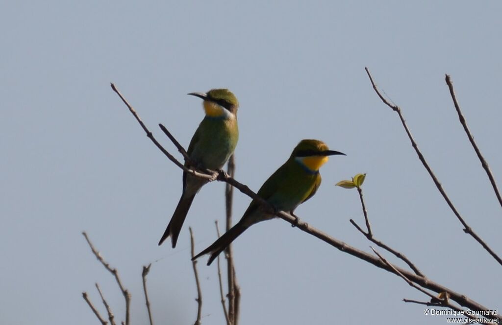 Swallow-tailed Bee-eater