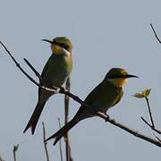 Swallow-tailed Bee-eater