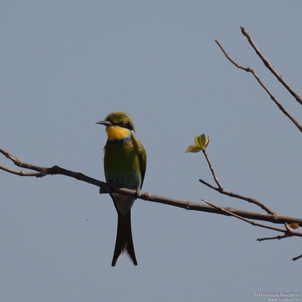 Swallow-tailed Bee-eater