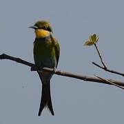 Swallow-tailed Bee-eater