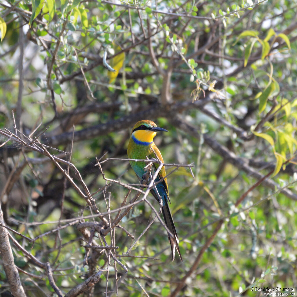 Guêpier à queue d'arondeadulte, identification