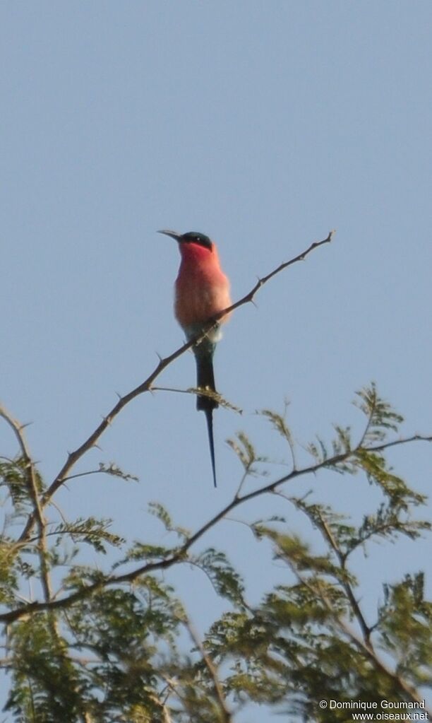 Southern Carmine Bee-eater