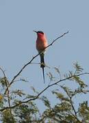 Southern Carmine Bee-eater