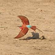 Southern Carmine Bee-eater