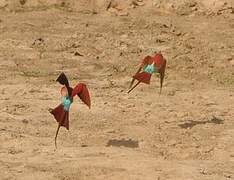 Southern Carmine Bee-eater