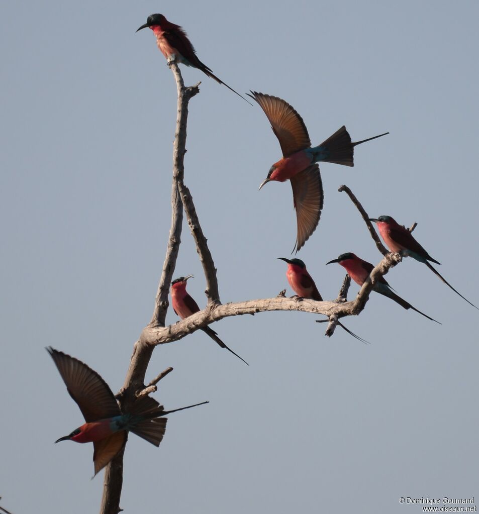 Southern Carmine Bee-eater