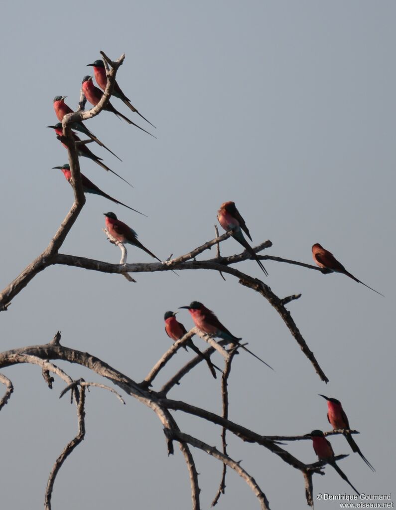 Southern Carmine Bee-eater