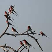 Southern Carmine Bee-eater