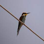 European Bee-eater