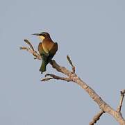 European Bee-eater