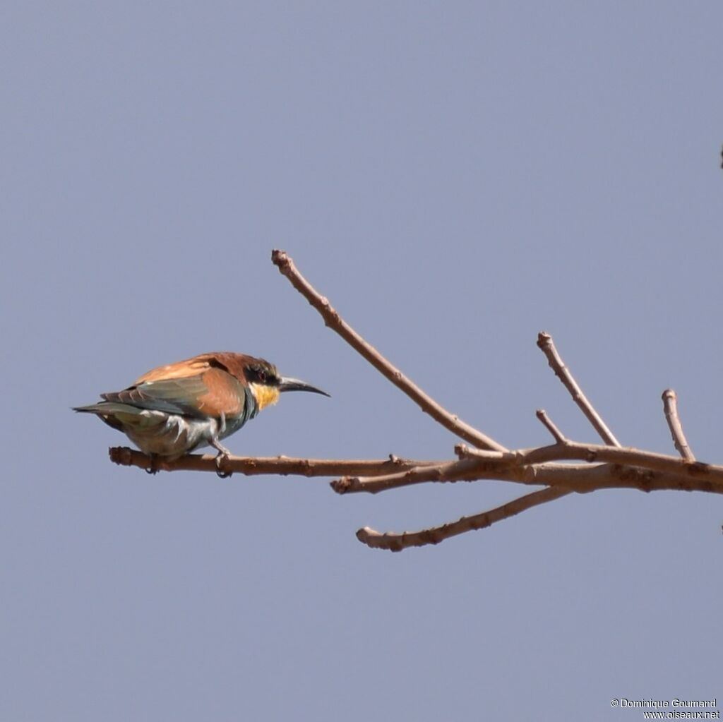 European Bee-eater