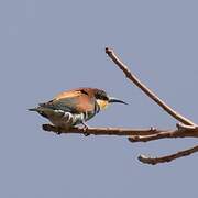 European Bee-eater