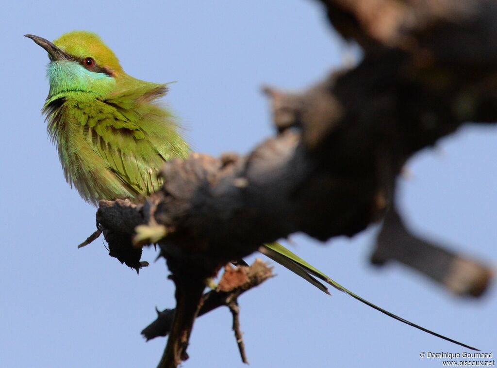 Asian Green Bee-eater