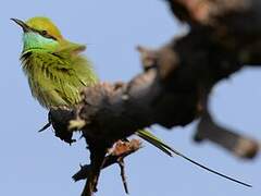 Green Bee-eater