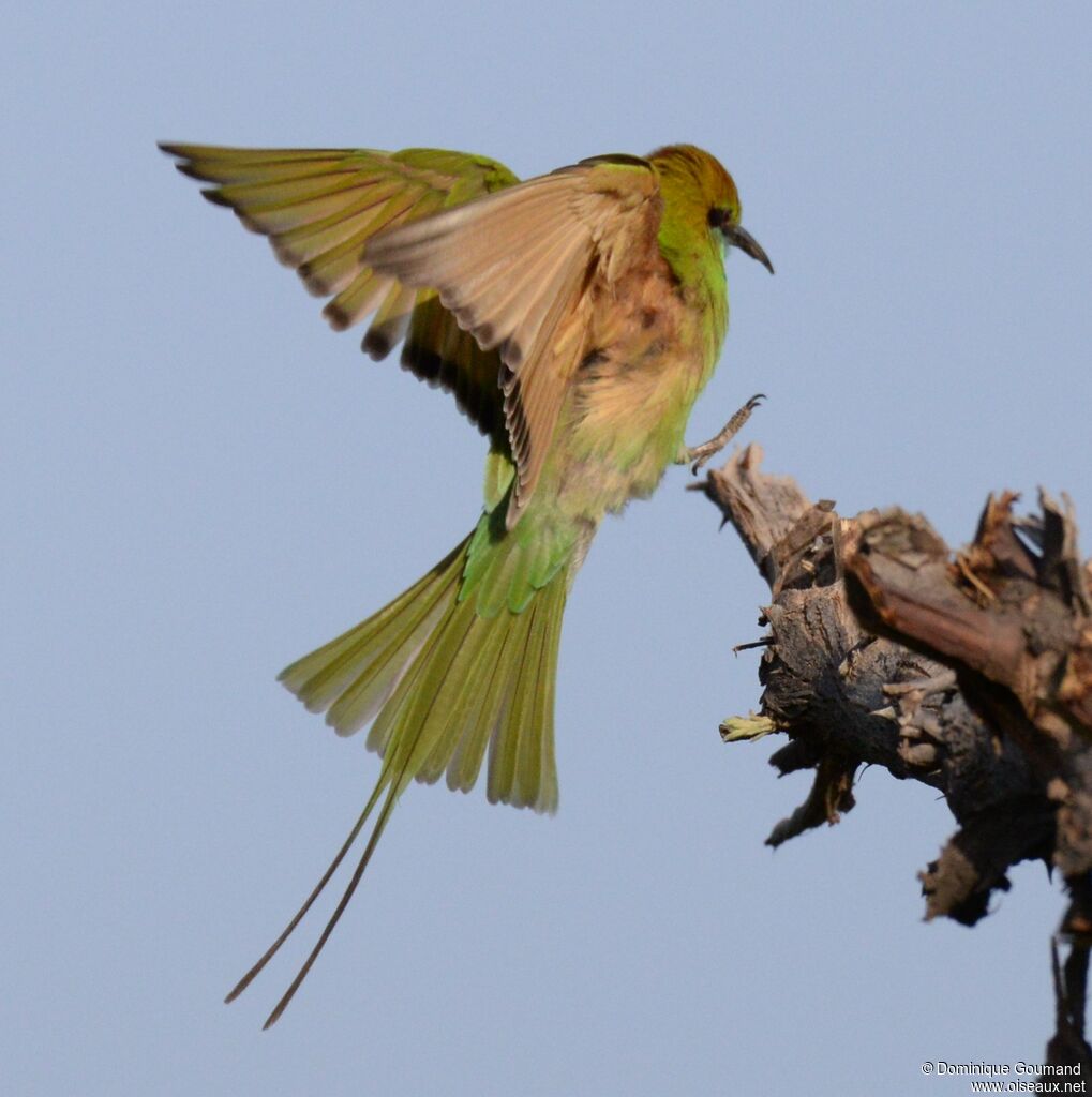 Asian Green Bee-eater