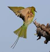 Asian Green Bee-eater