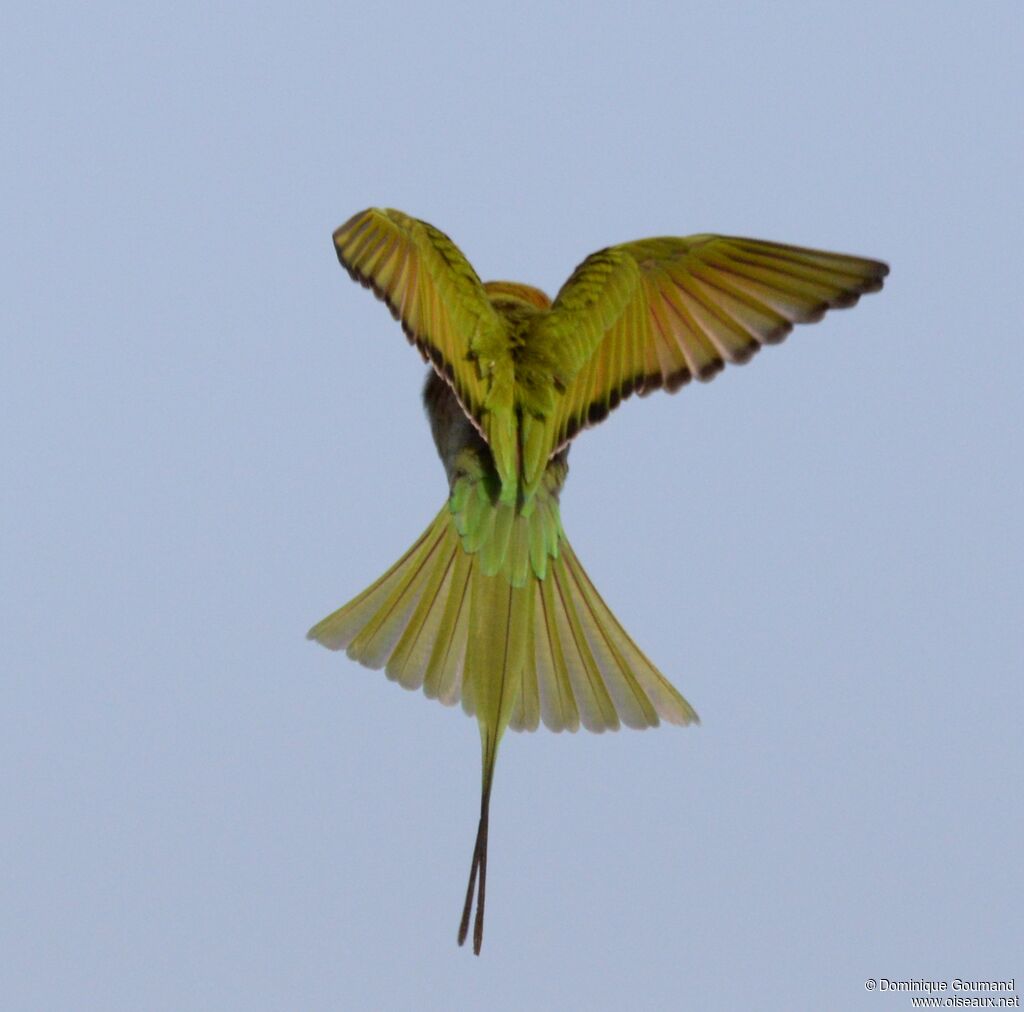 Asian Green Bee-eater