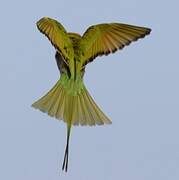 Asian Green Bee-eater