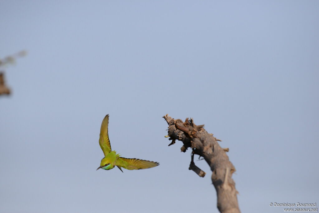 Green Bee-eater