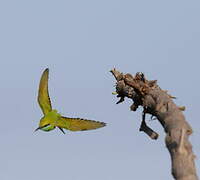 Asian Green Bee-eater