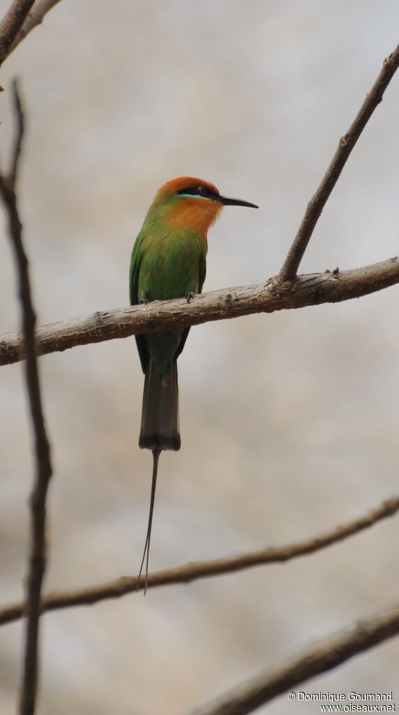 Böhm's Bee-eater