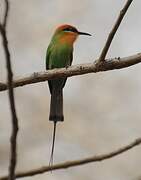 Böhm's Bee-eater