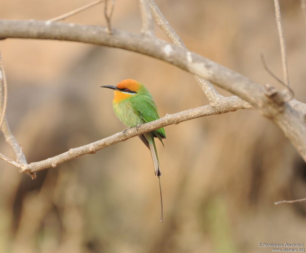 Böhm's Bee-eater