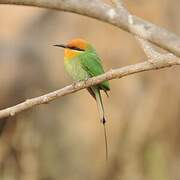 Böhm's Bee-eater