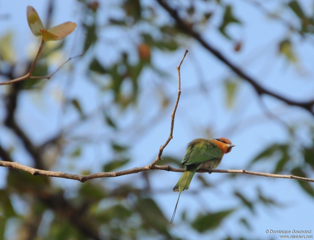 Böhm's Bee-eater