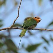 Böhm's Bee-eater